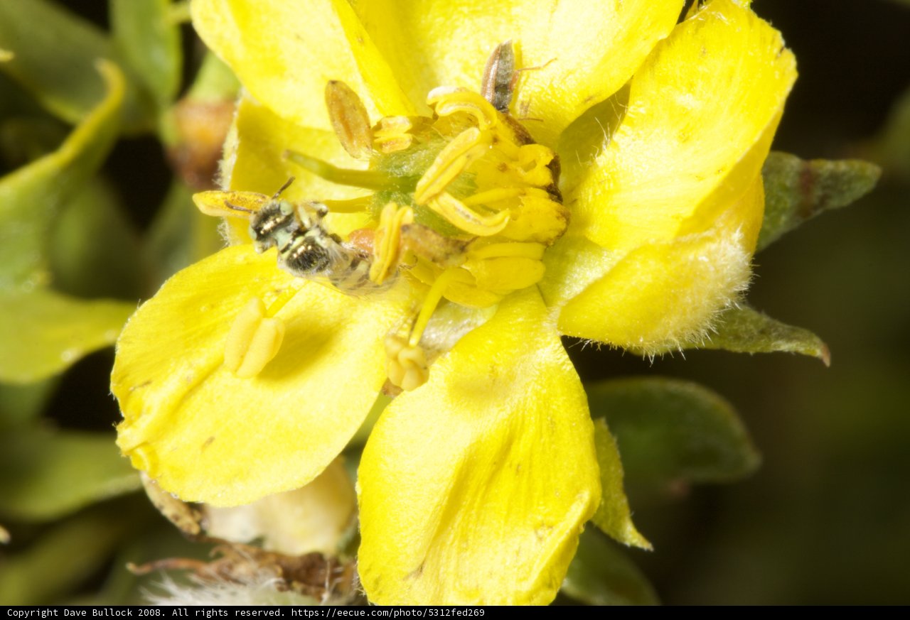 Bumblebee Gathering Pollen