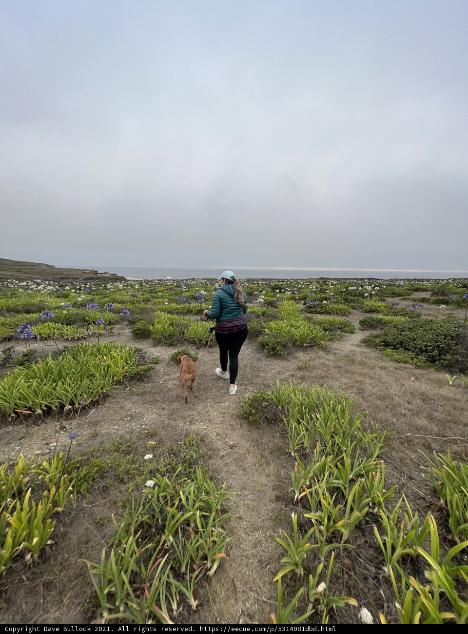 Coastal Adventure with Furry Friends