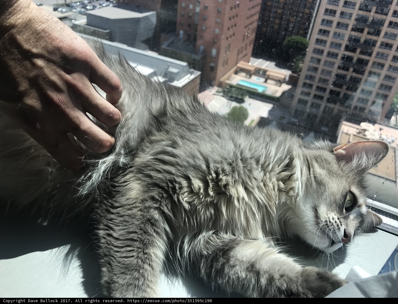 Urban Feline Bonding