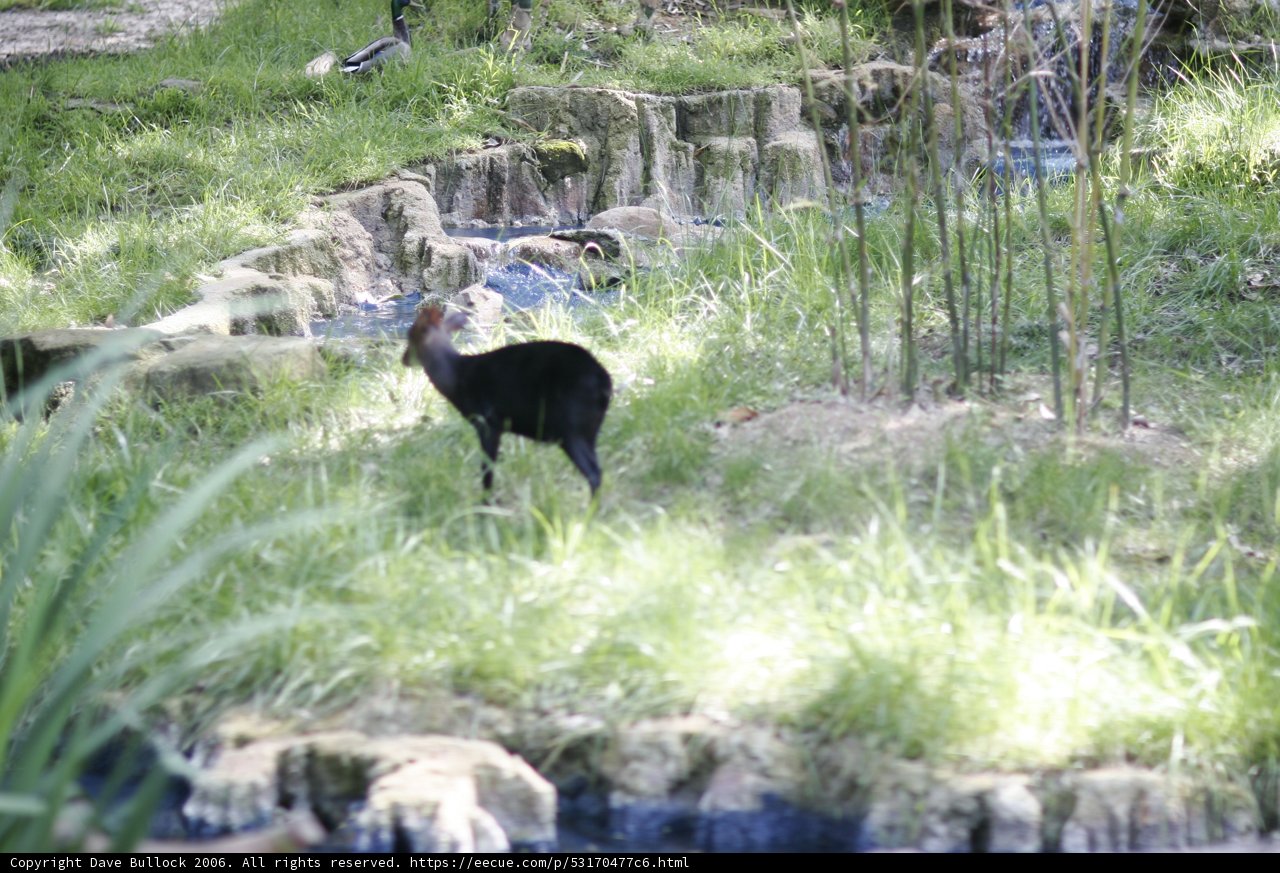 Feathered Friend by the Stream