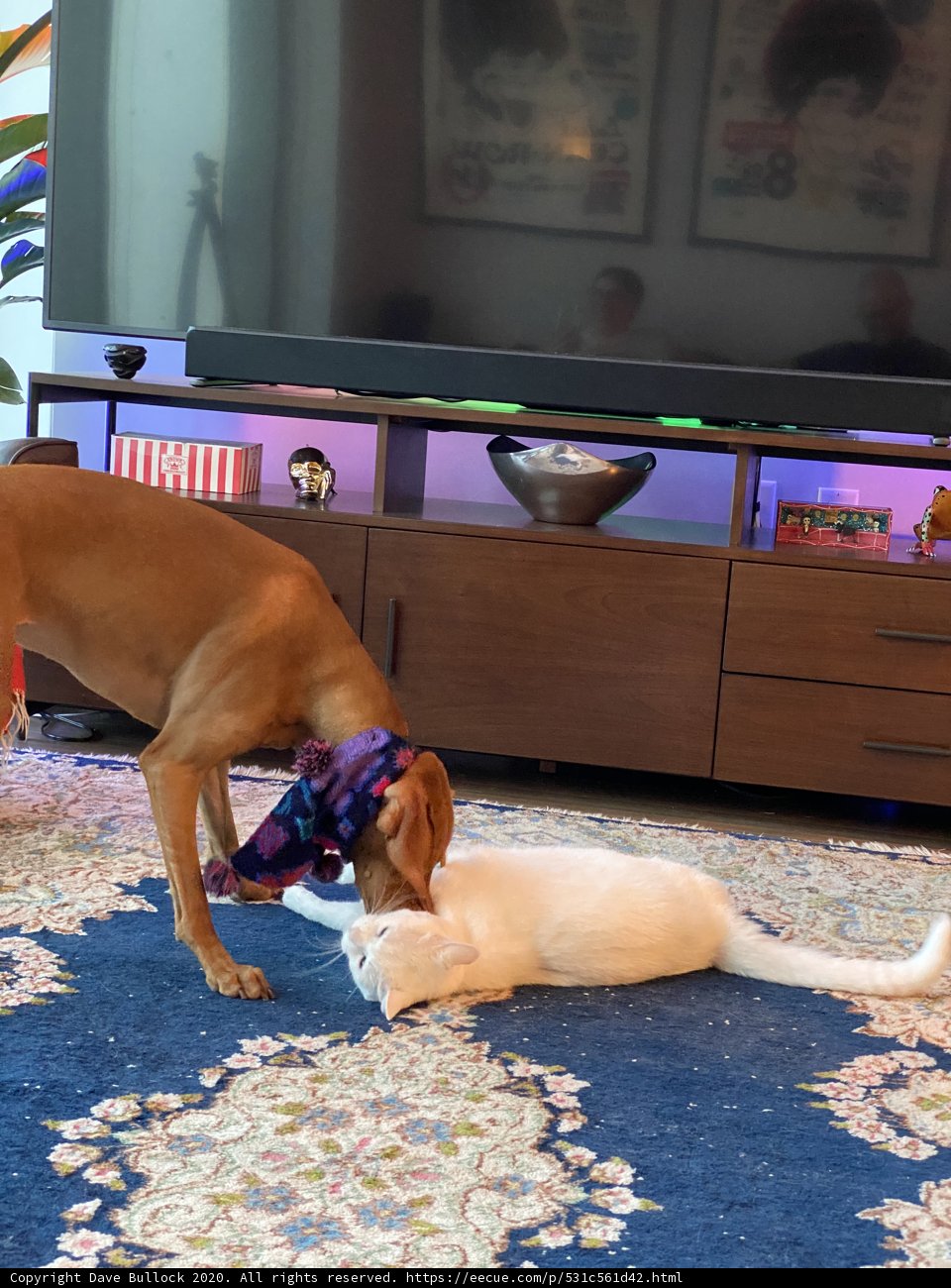Furry Friends at Play