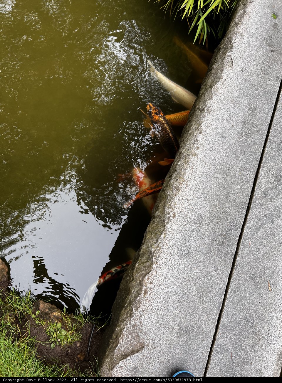 Pondside Serenity