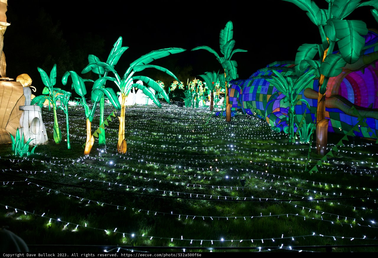 Glowing Night in Glowfari, 2023