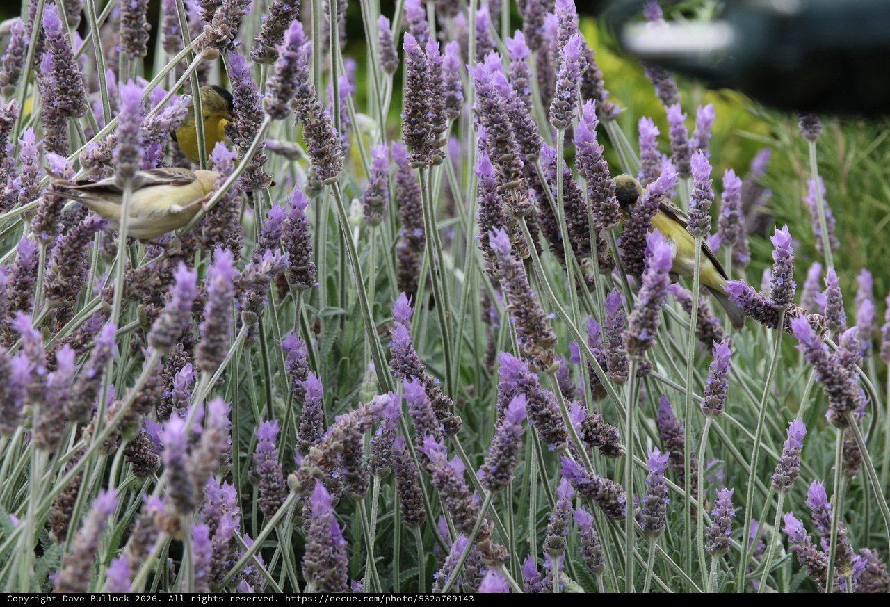 Goldfinches Feeding on Lavender Flowers in Garden