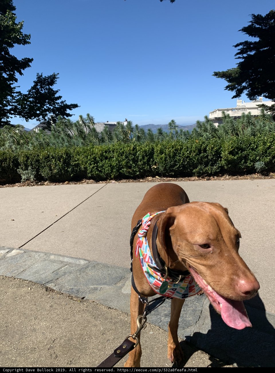 Colorful Canine on a Stroll