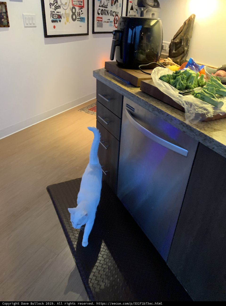 Feline in the Kitchen