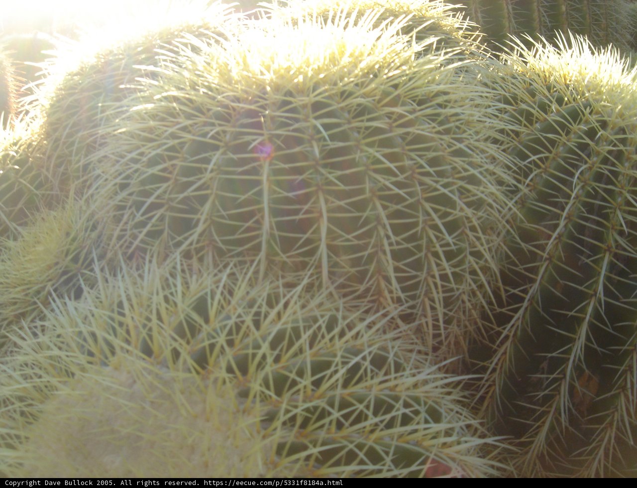 Radiant Cactus