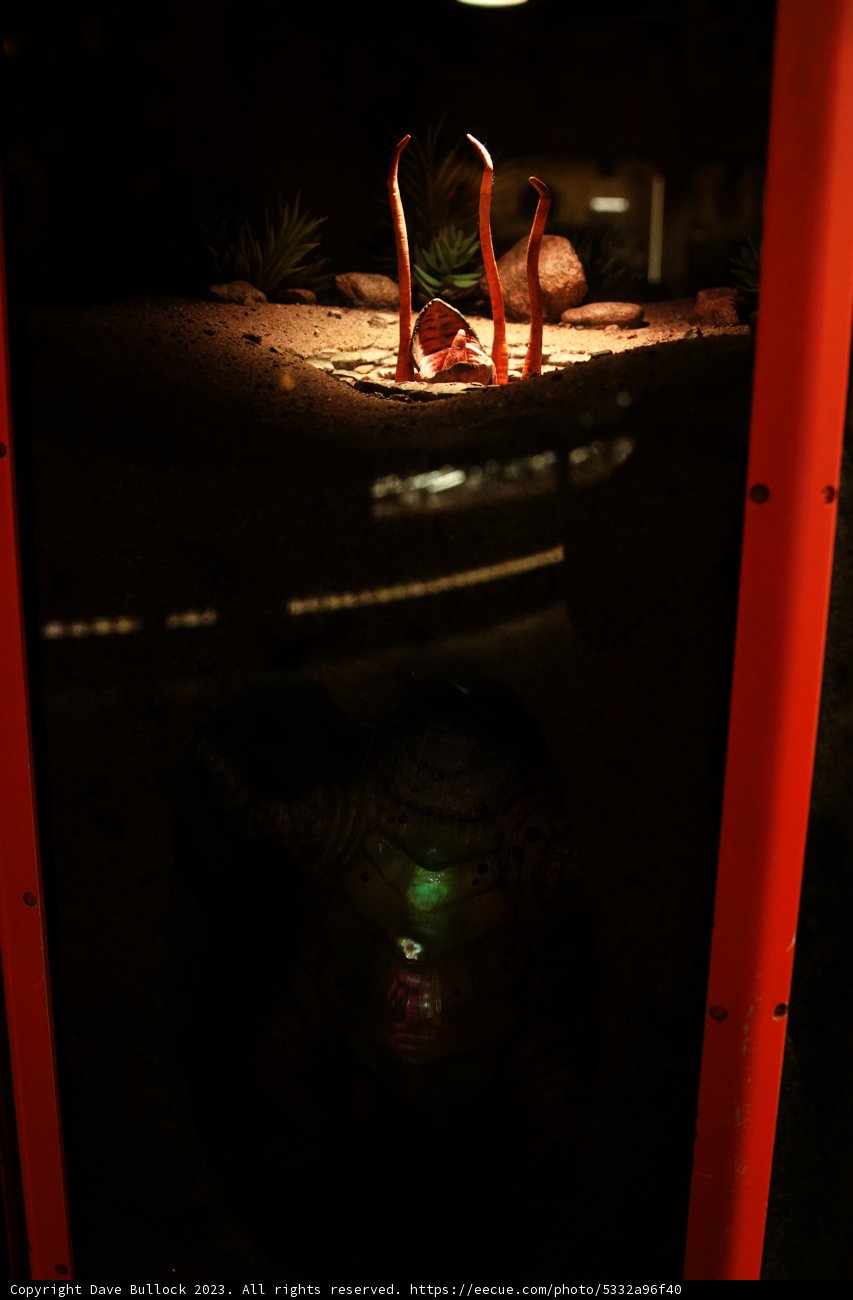 Red Frame: A Window into the Aquatic World