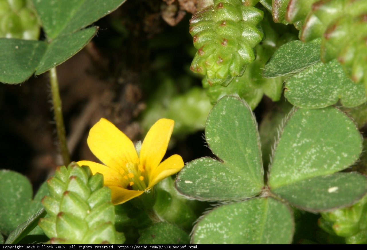 A Burst of Sunshine