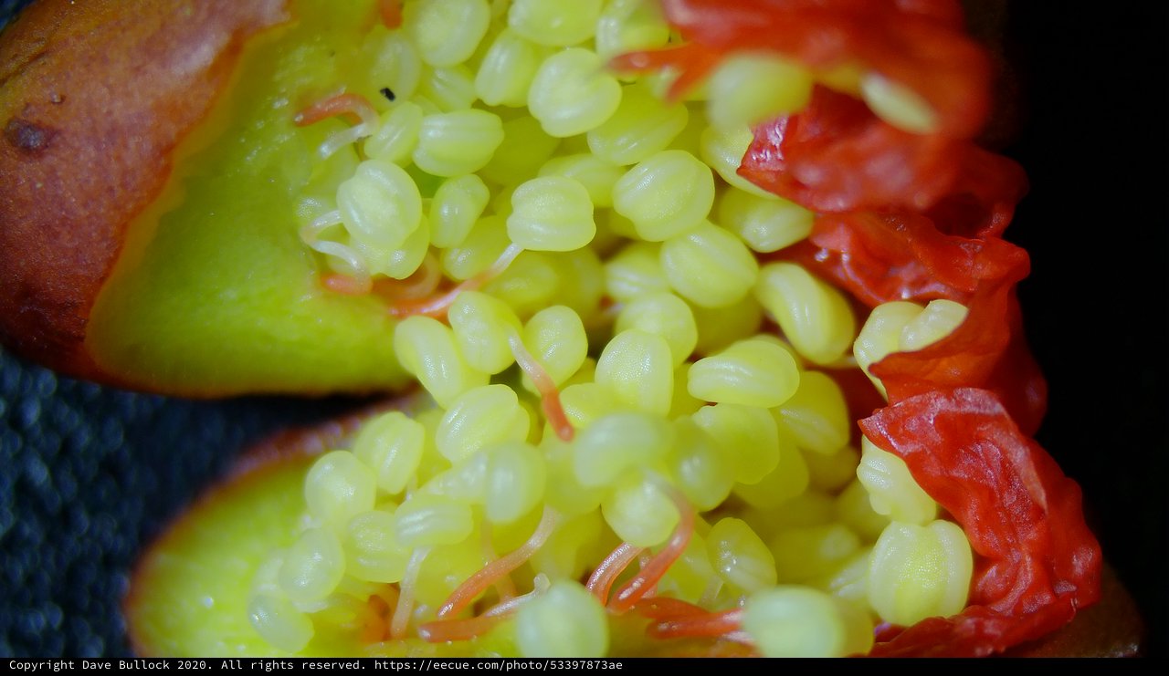 Macro Close-Up of Exotic Fruit Seeds and Flesh