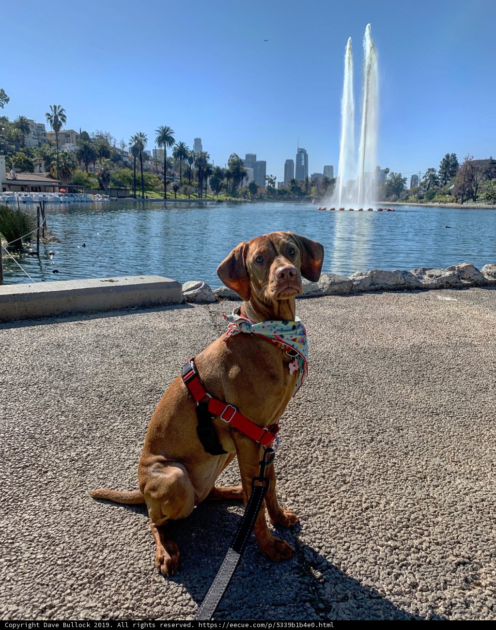 A Vizsla enjoys the sunny day by the Fountain