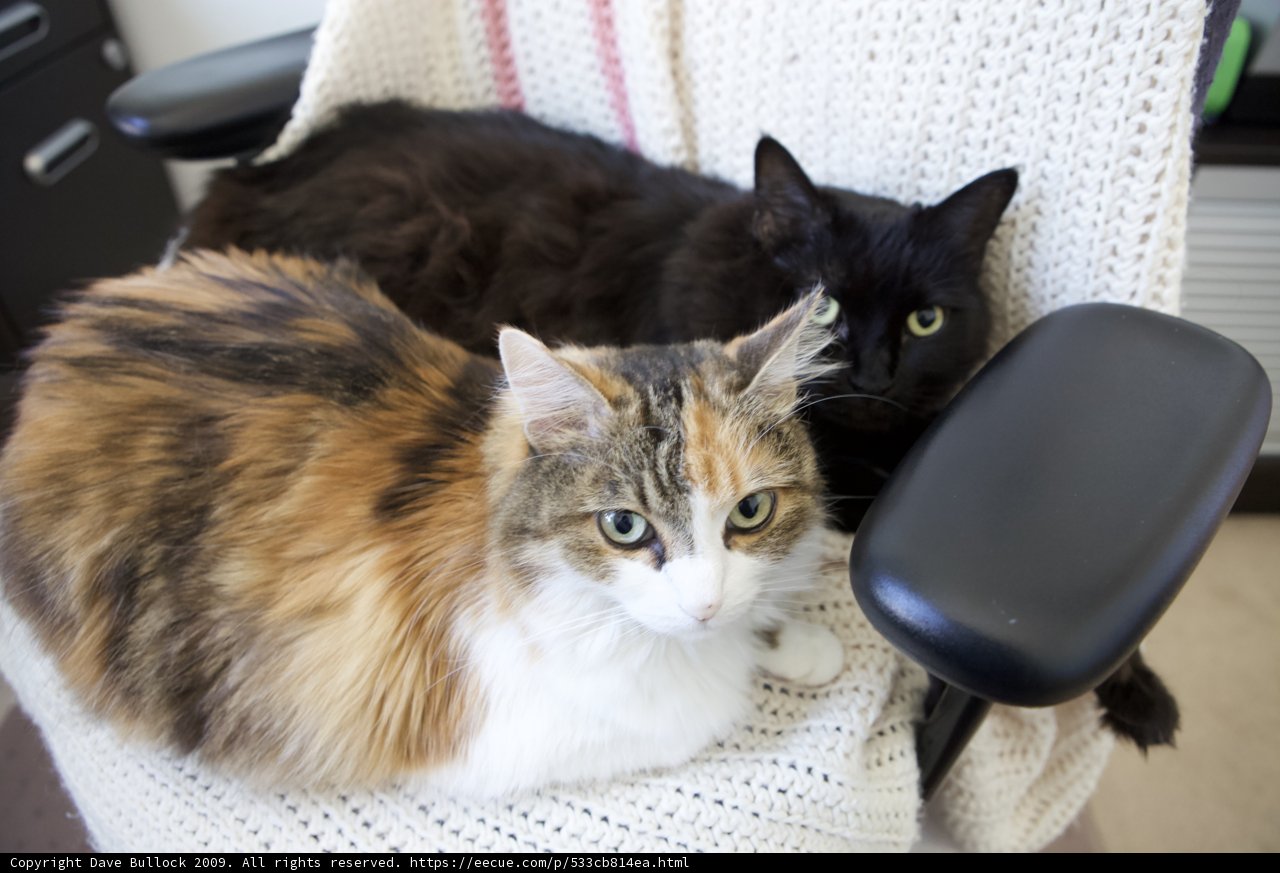 Feline Roommates Taking a Break