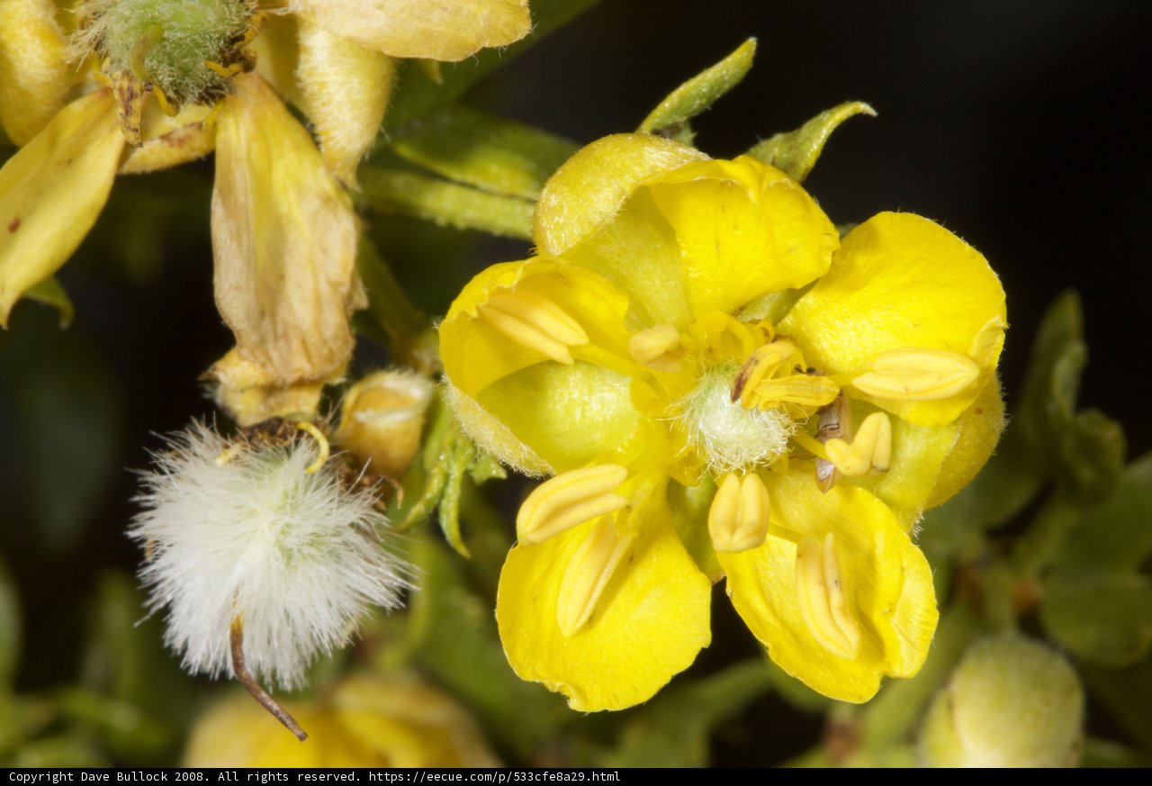 Yellow Geranium Flower with White Pollen Ball