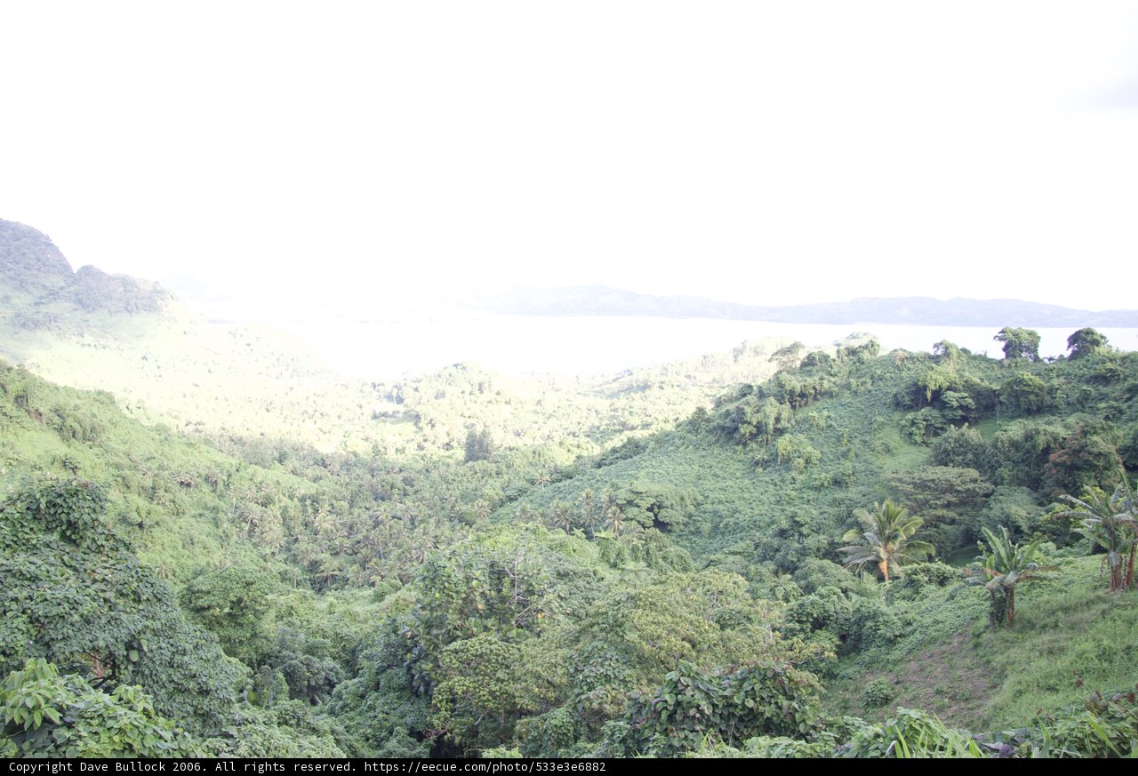 Serene Jungle View