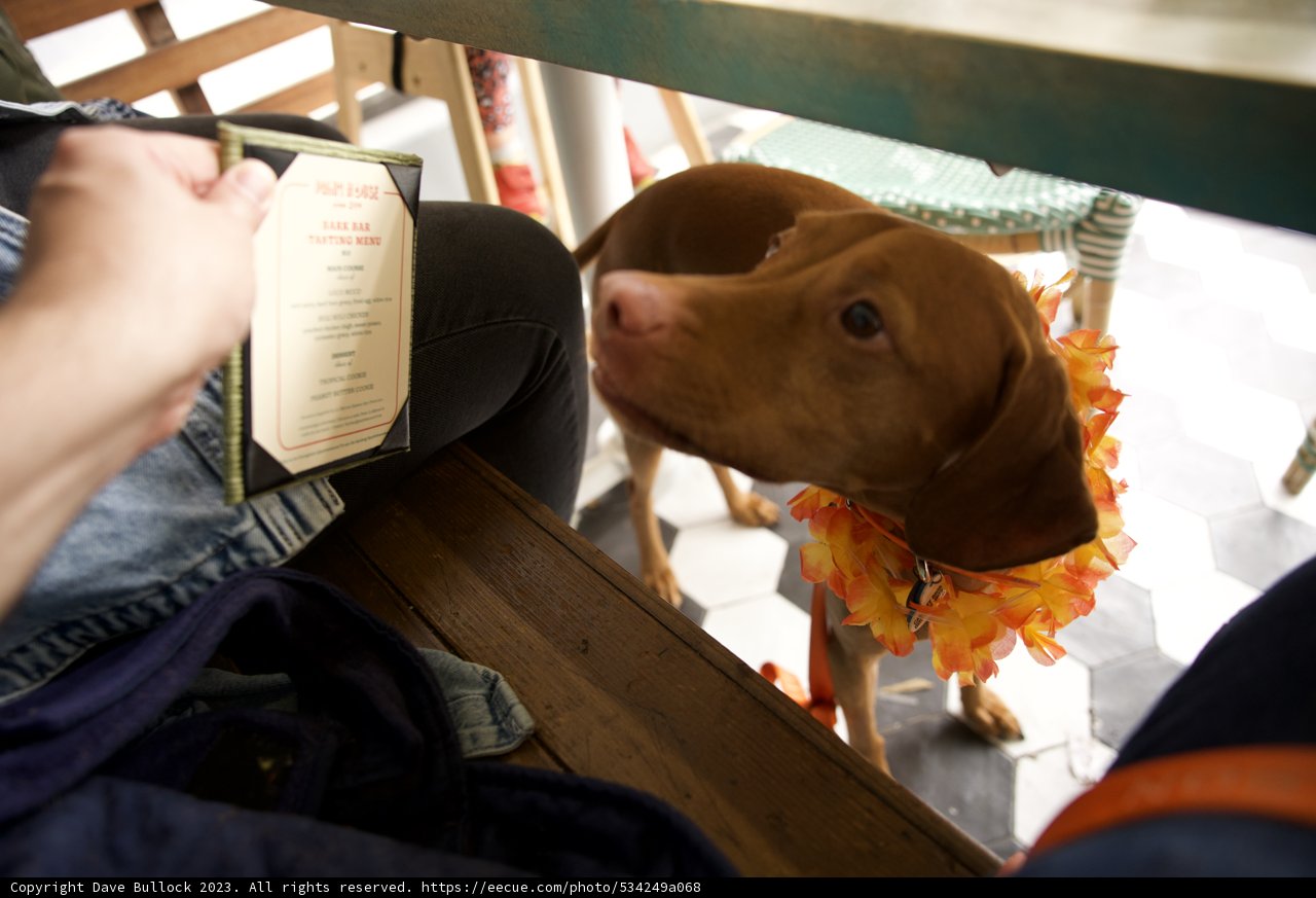 A Dog's Dinner Decision