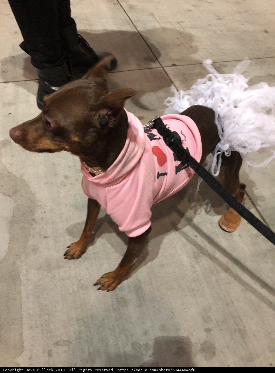 Tutu-wearing Dog Struts with Style
