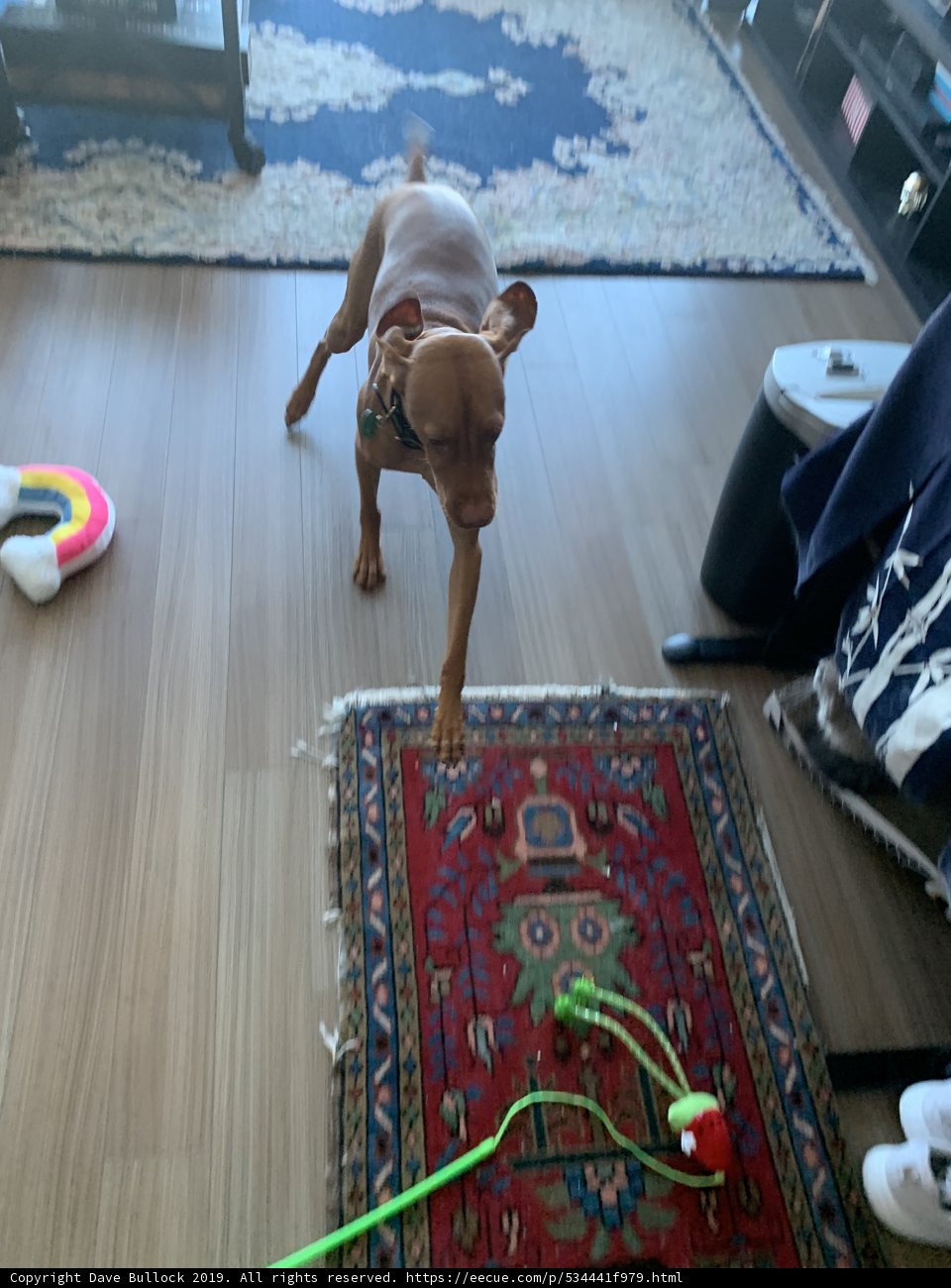 Puppy Playtime on Hardwood Floors