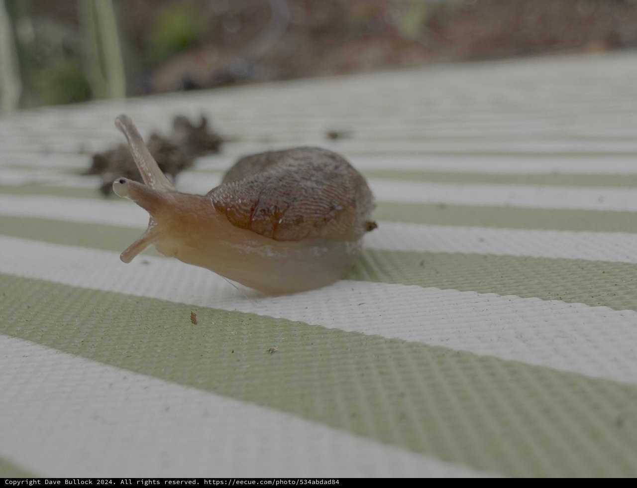 Garden Snail Gliding on Weathered Wooden Surface