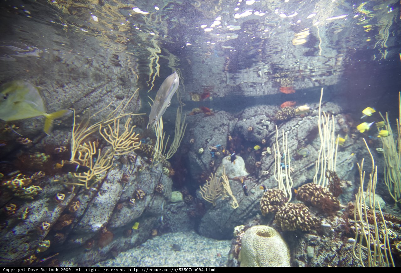 Majestic Rock Wall in the Coral Reef