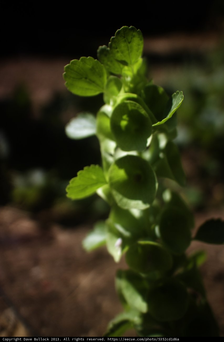 Verdant Delight