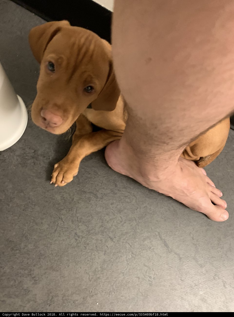 Furry Companion at Your Feet