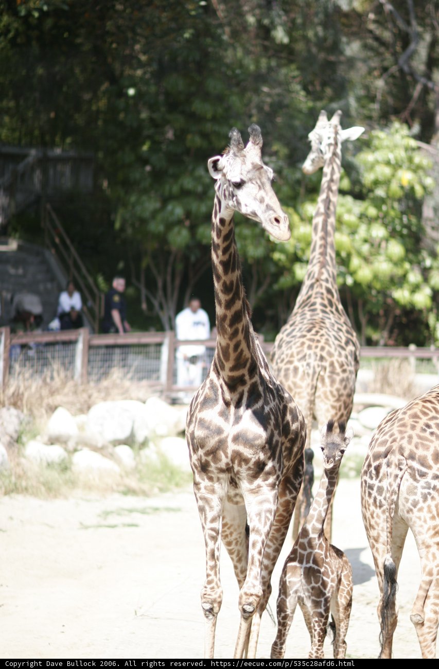 Majestic Giraffes in the Wild