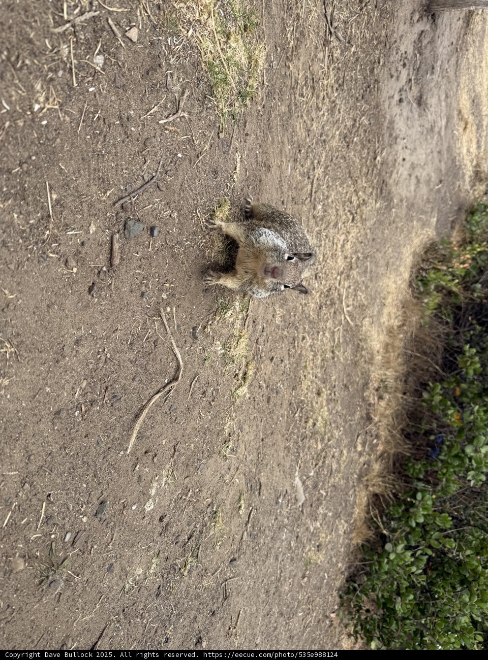 Curious Encounter in Cambria