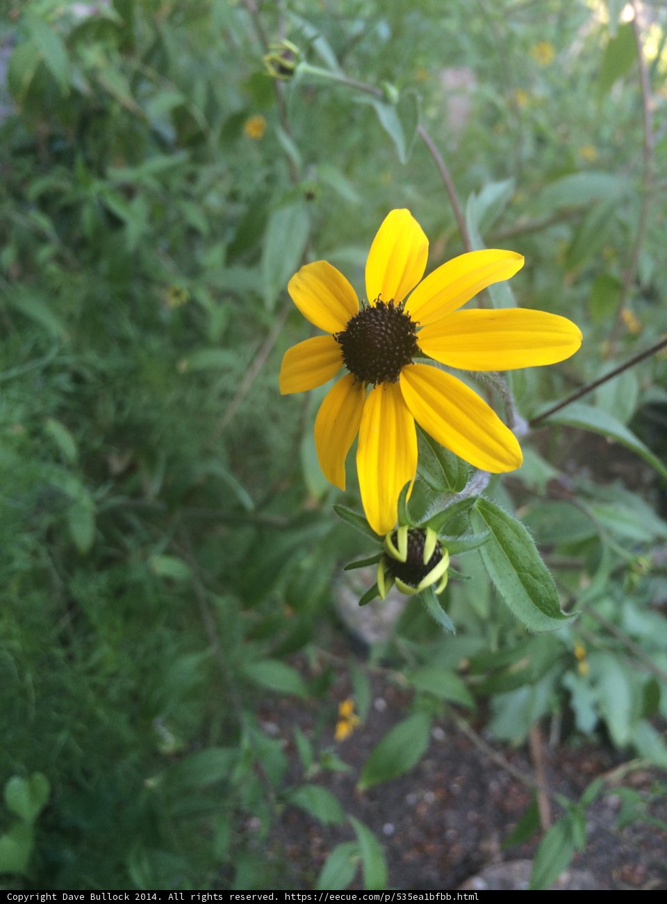 Spotted Daisy in Altadena