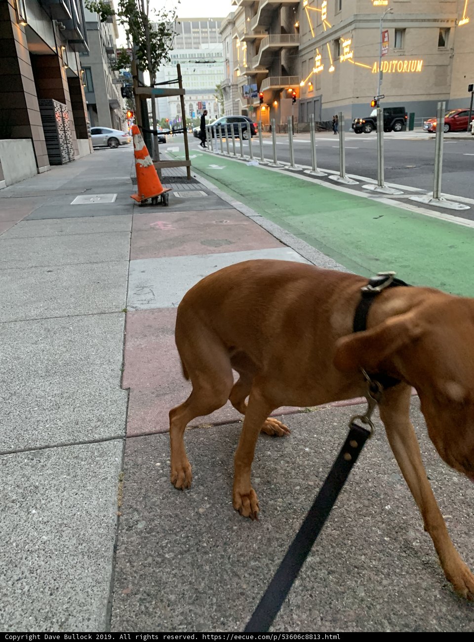 Urban Pup on City Sidewalk