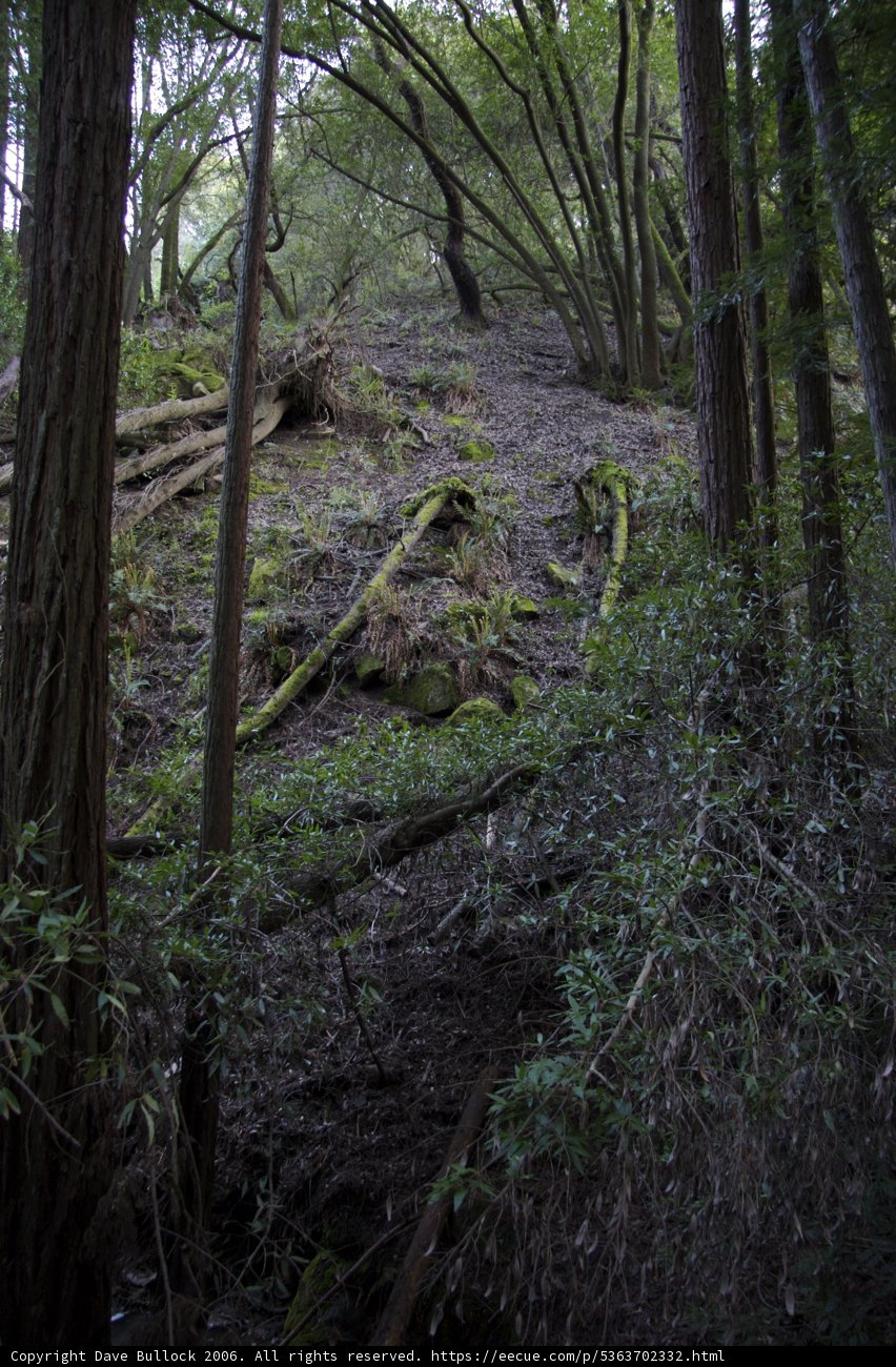 Traversing the Redwood Grove