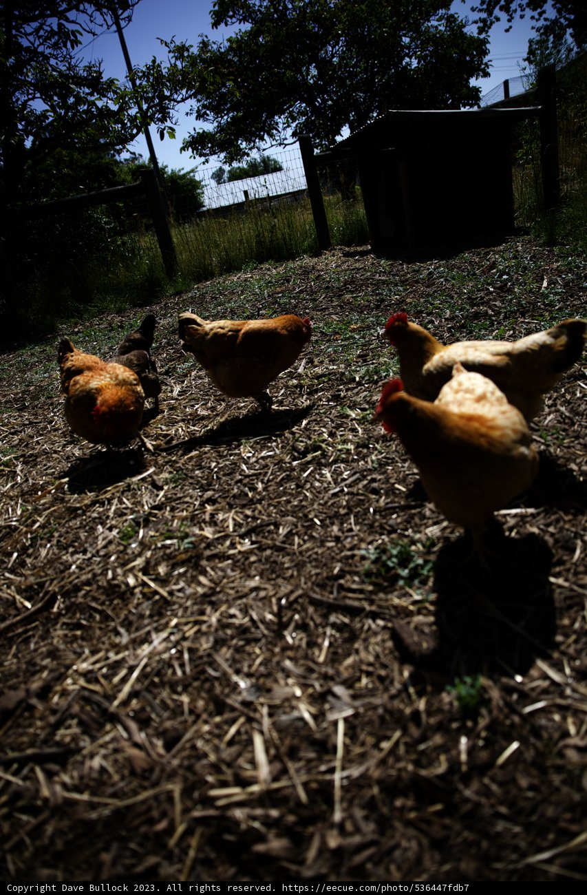 A Stroll through the Regenerative Garden