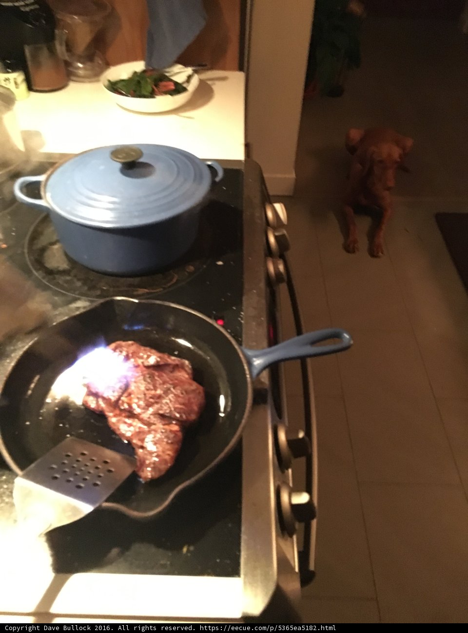 Canine Cuisine