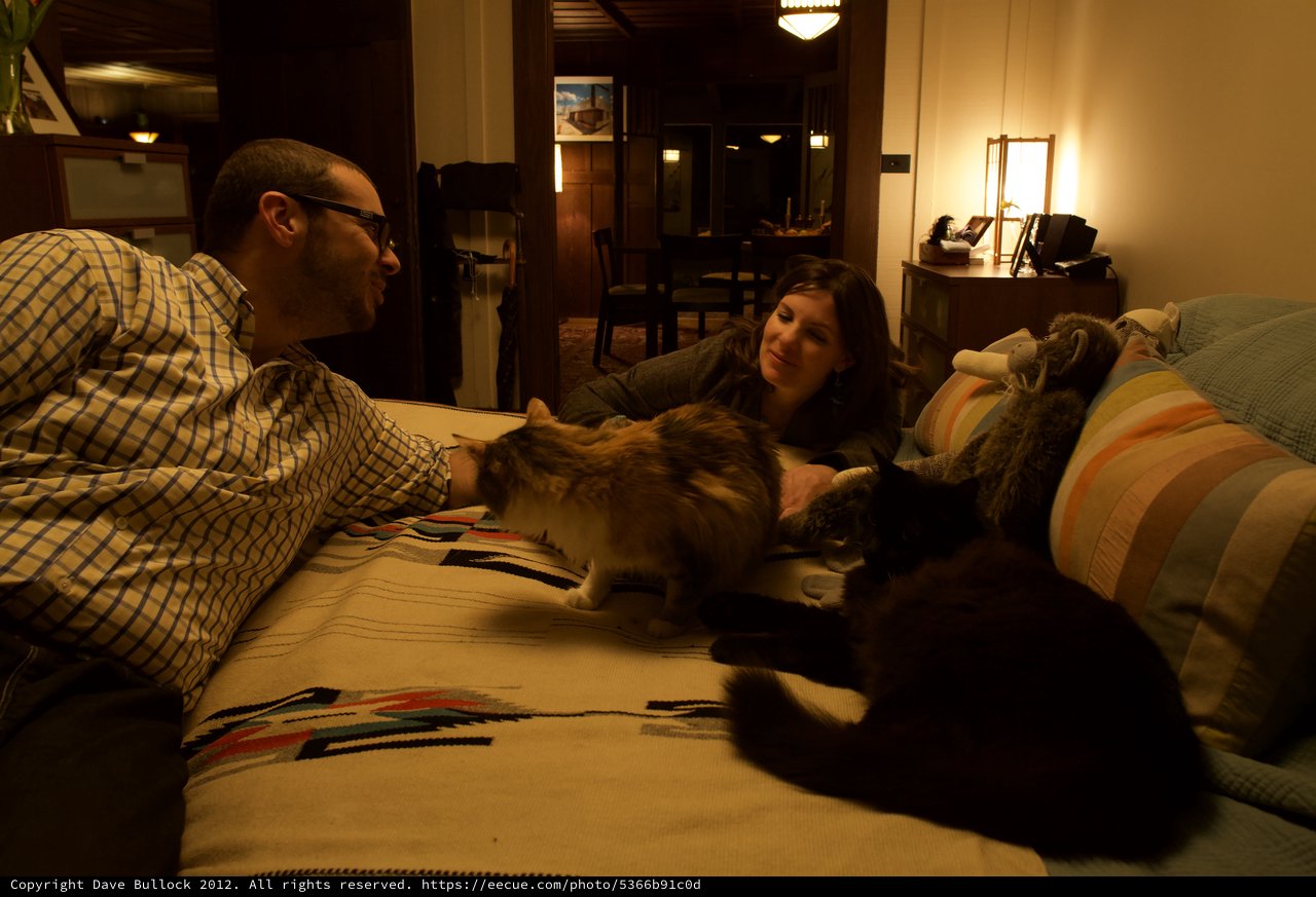 Cozy Evening with Cats on the Sofa