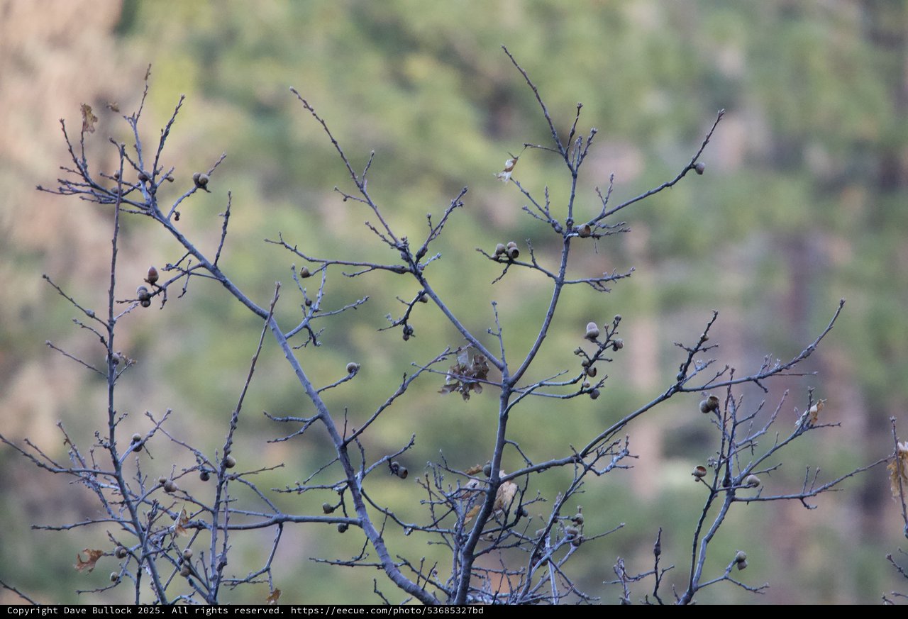 Bare Winter Branches with Seed Pods Against Soft Landscape