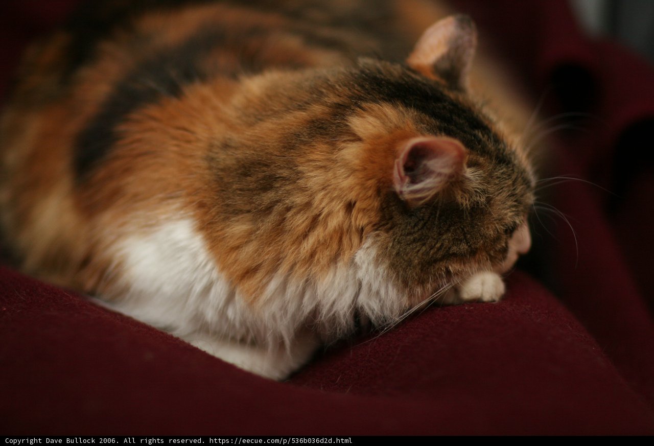 Lazy Manx cat caught napping