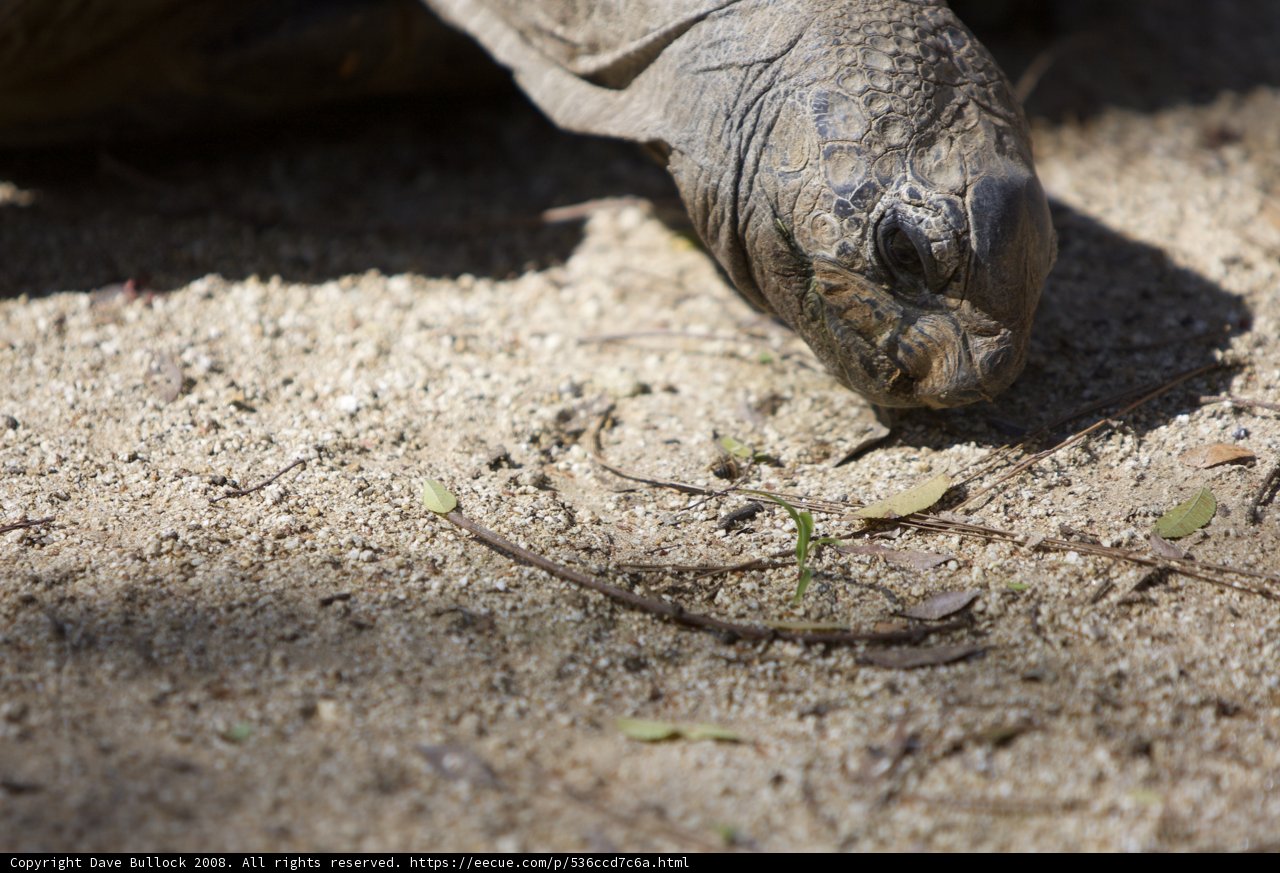 Turtle Munching on Grass