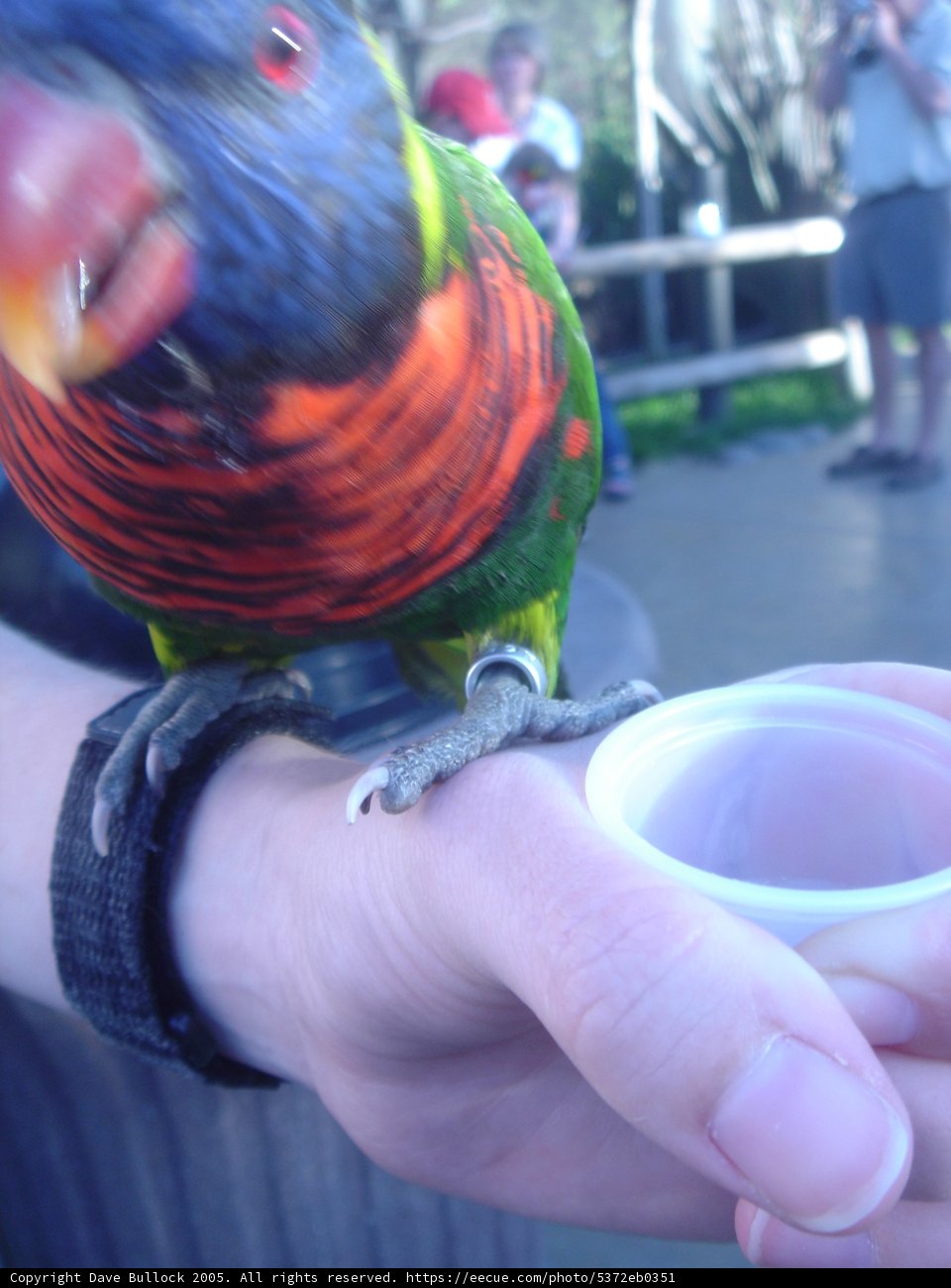 Colorful Parakeet Perches on Person's Hand