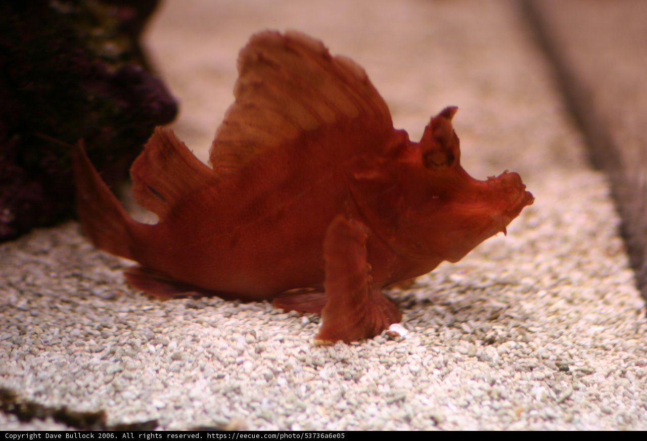 Vibrant Fish Relaxing on the Beach