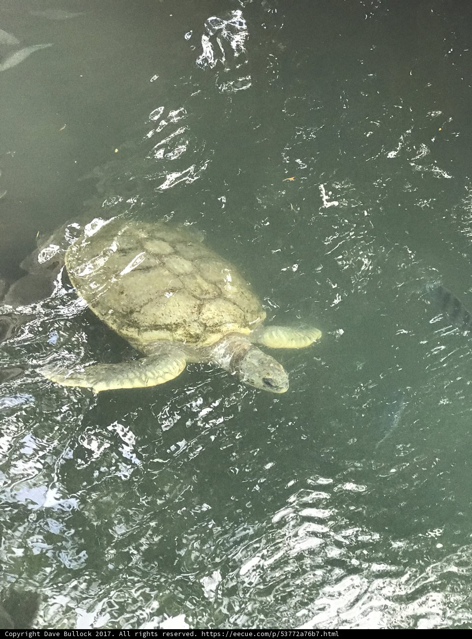 Sea Turtle Swimming with Fish