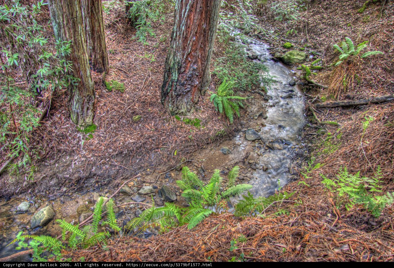 Serenity in the Woods