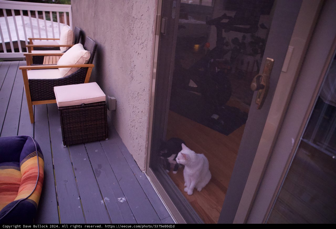 Feline Curiosity at Sunset