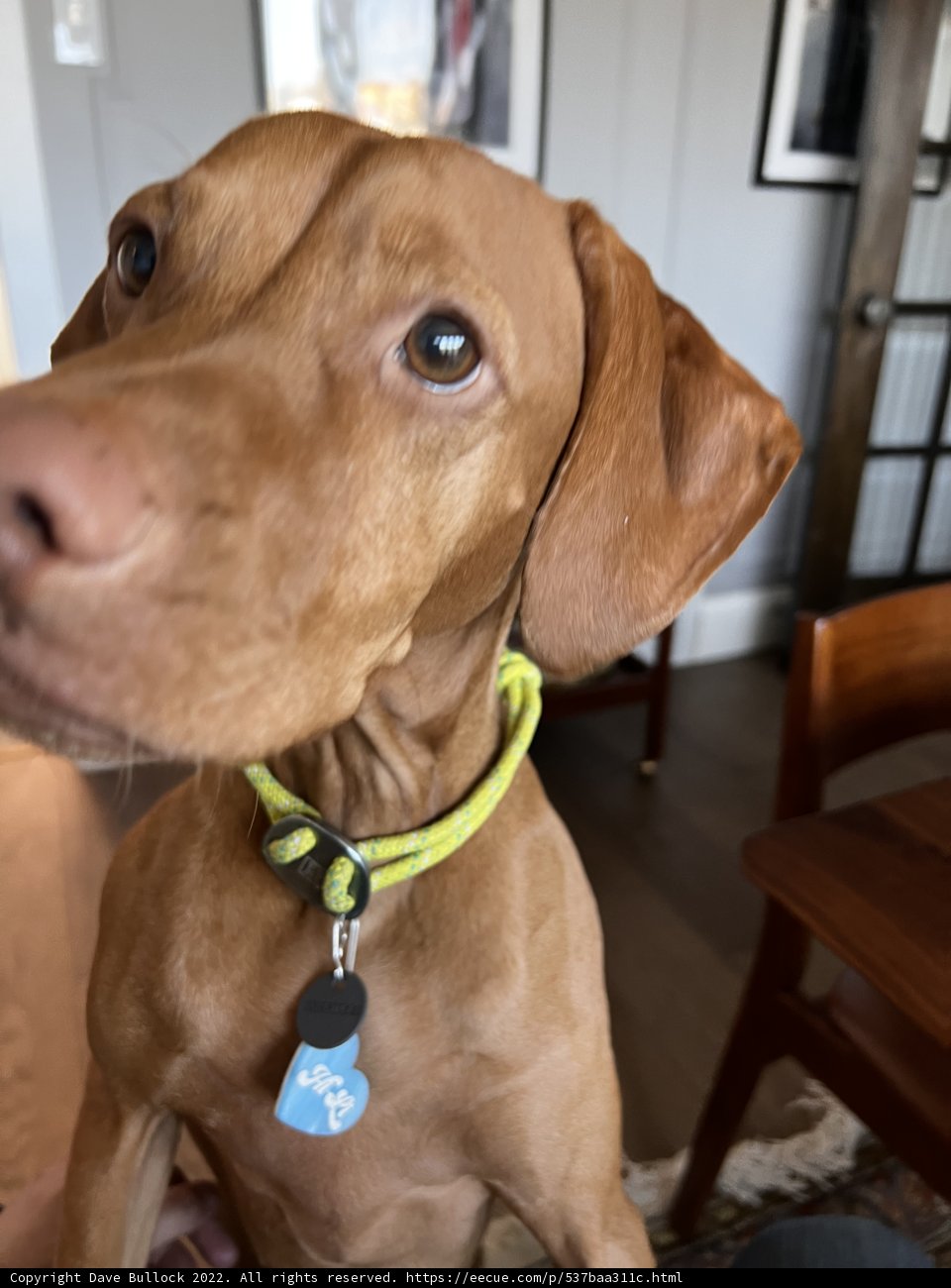 Canine Companion with Collar