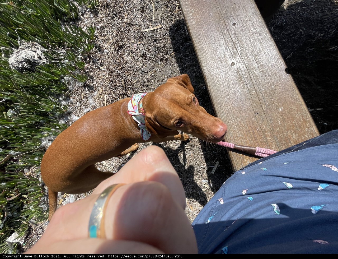 Canine Companion on the Bench