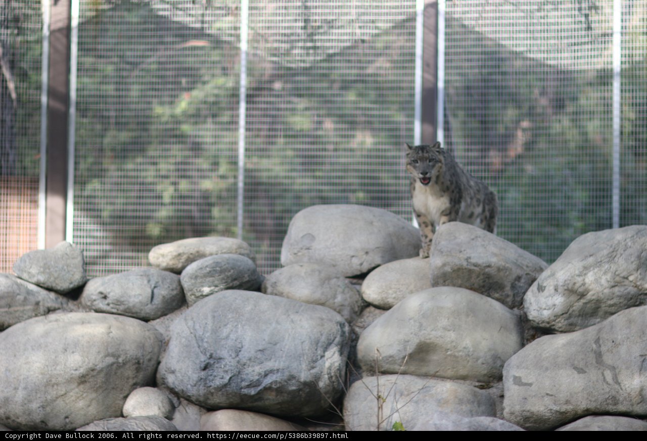 Lone Wolf on the Rocks