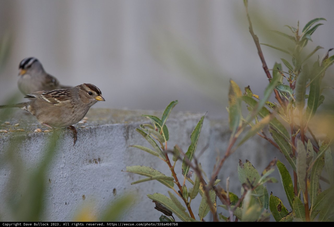 Sparrows of Serenity