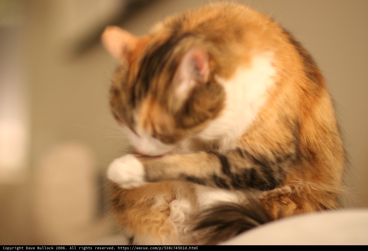 Back Scratcher