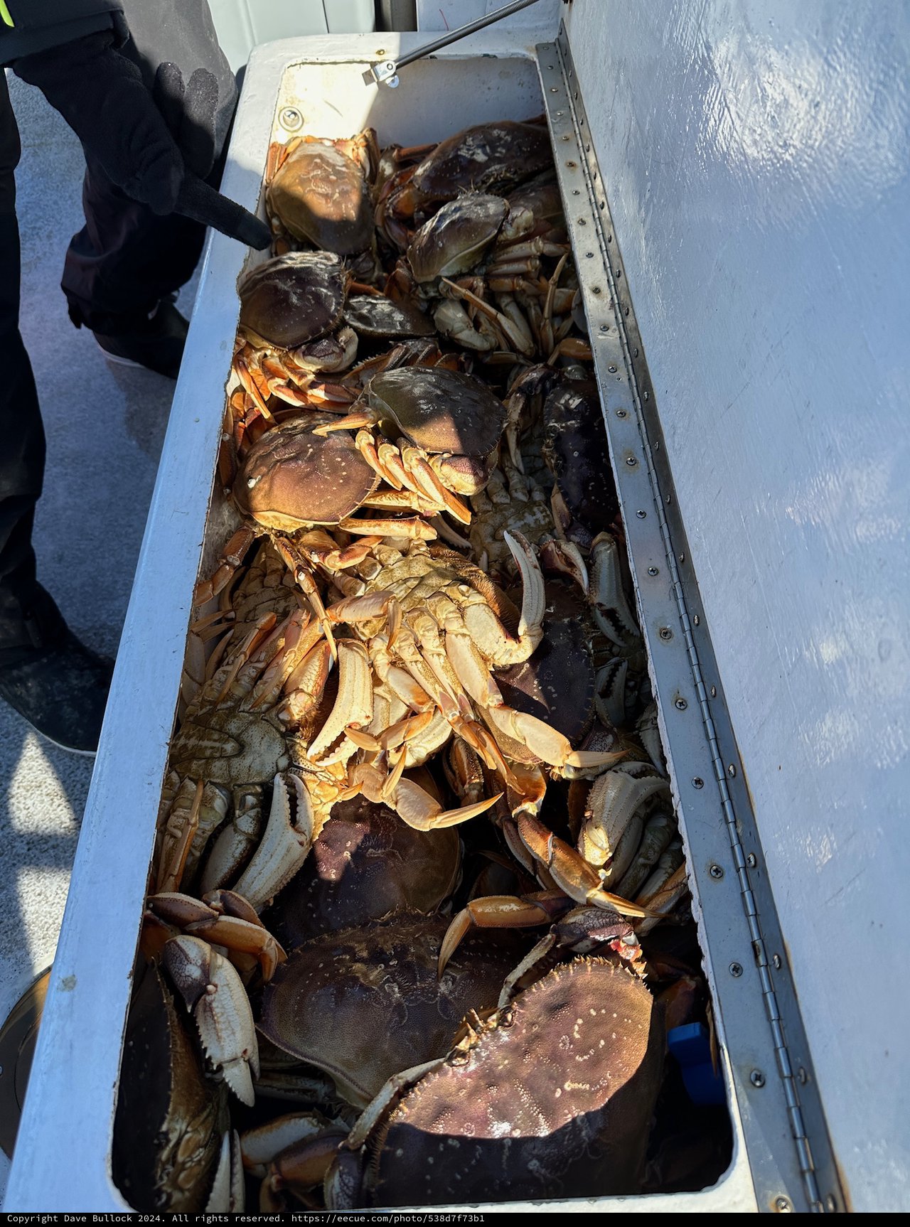 Fresh Crab Catch in Fishing Boat Container