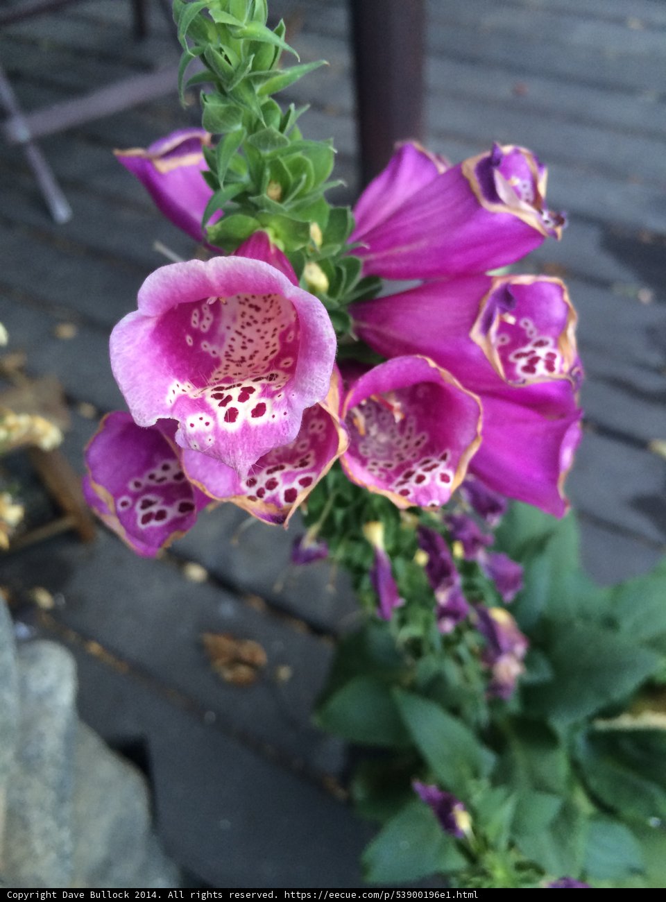 Purple Petals in Altadena