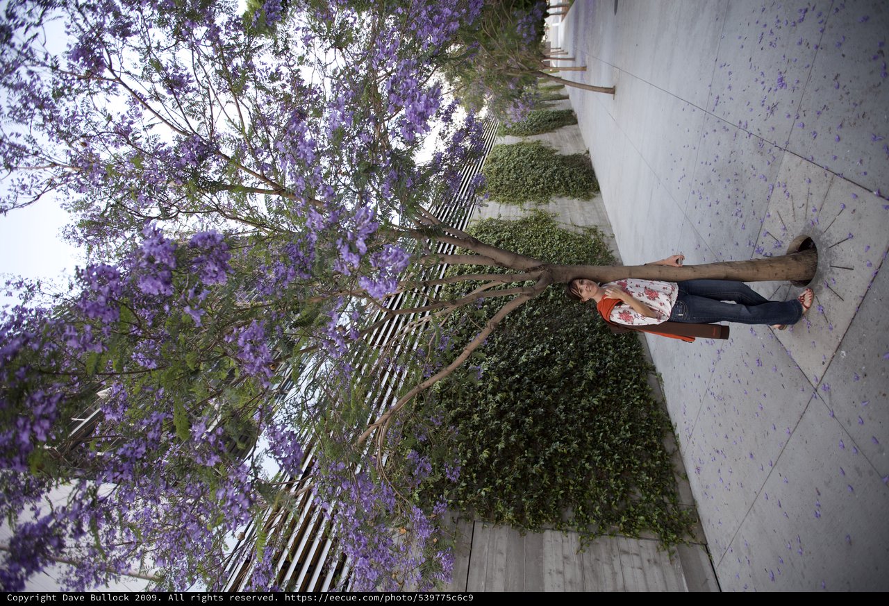 Woman Beneath Blooming Jacaranda Tree on Urban Sidewalk