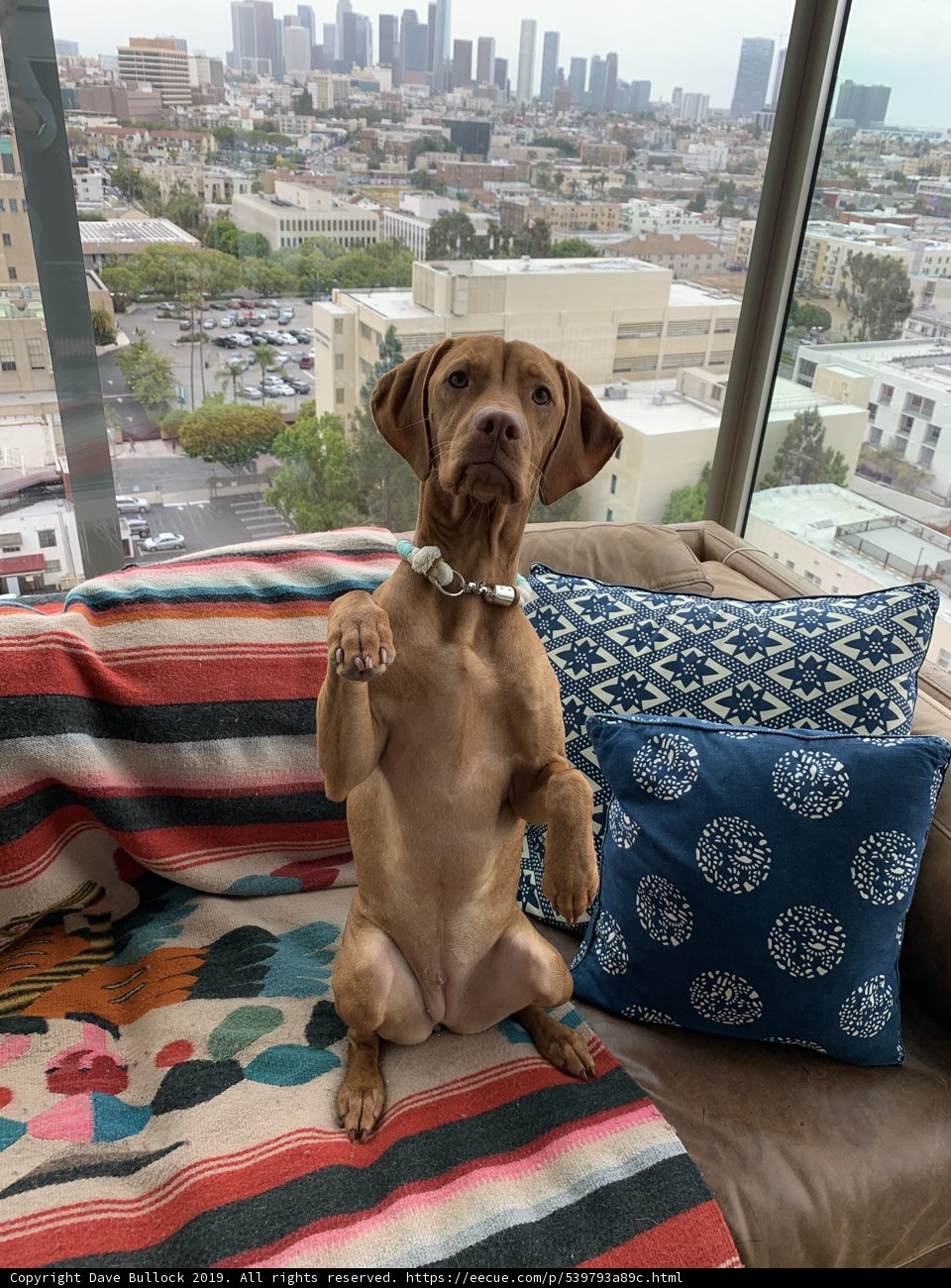 Couch Cuddles